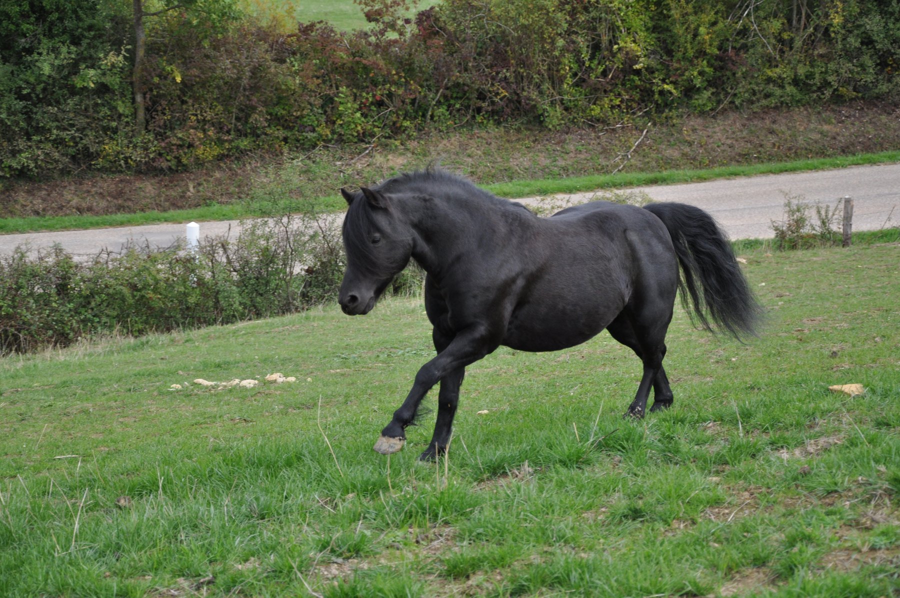 Cheval de l’élevage